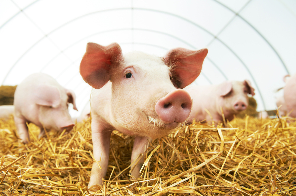 pig20